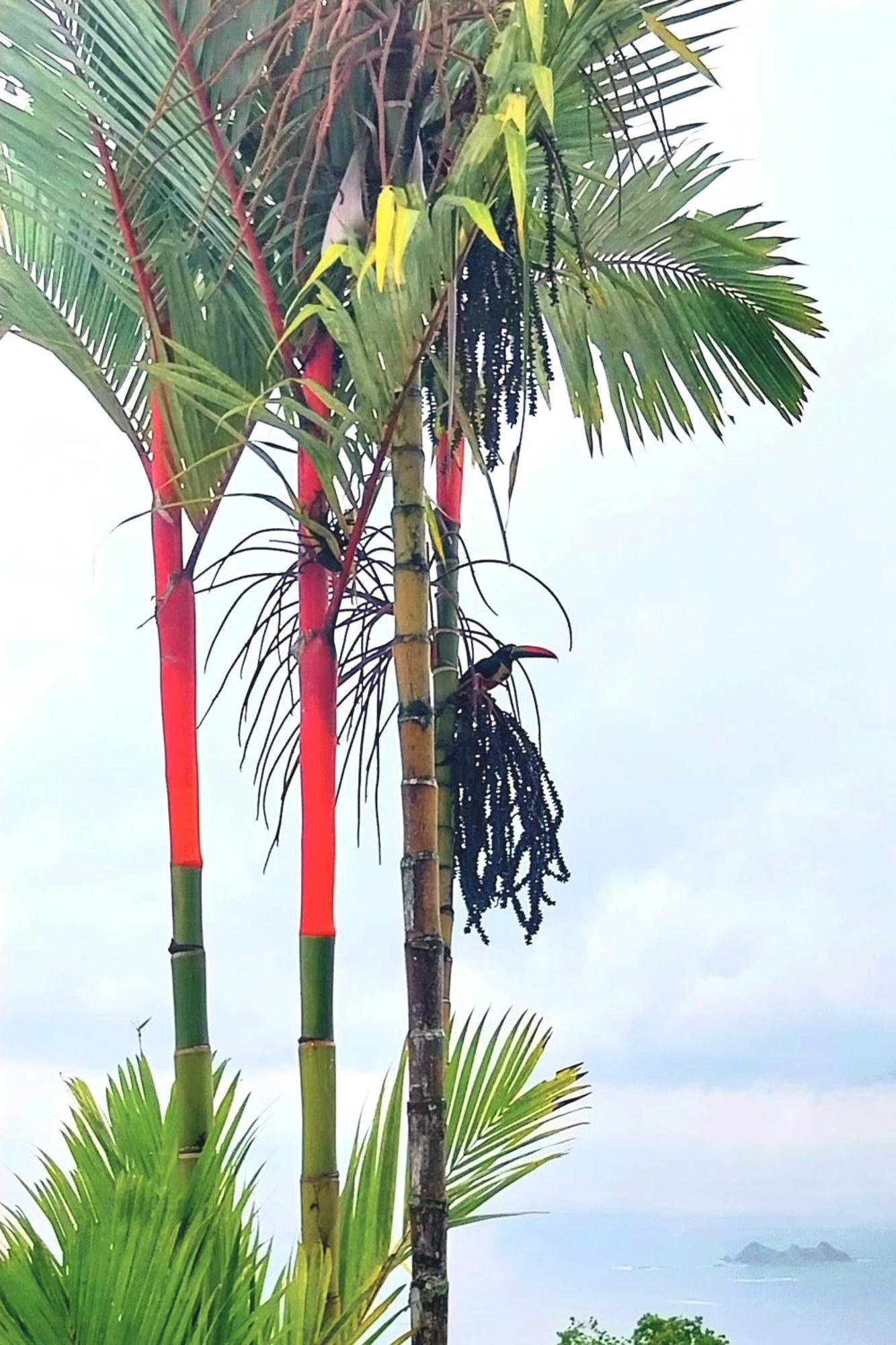 Appartamento Flor De Bambu Uvita Esterno foto